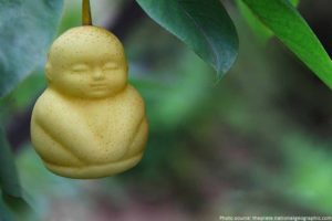 Buddha pear